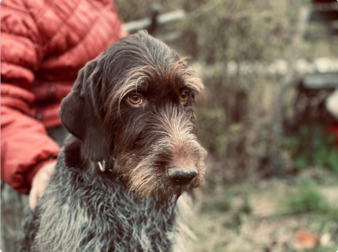 Чем интересна порода немецкий дратхаар